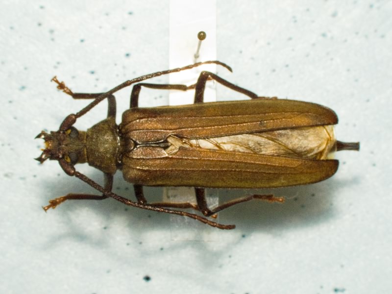 Aegosoma scabricorne (Scopoli, 1763)